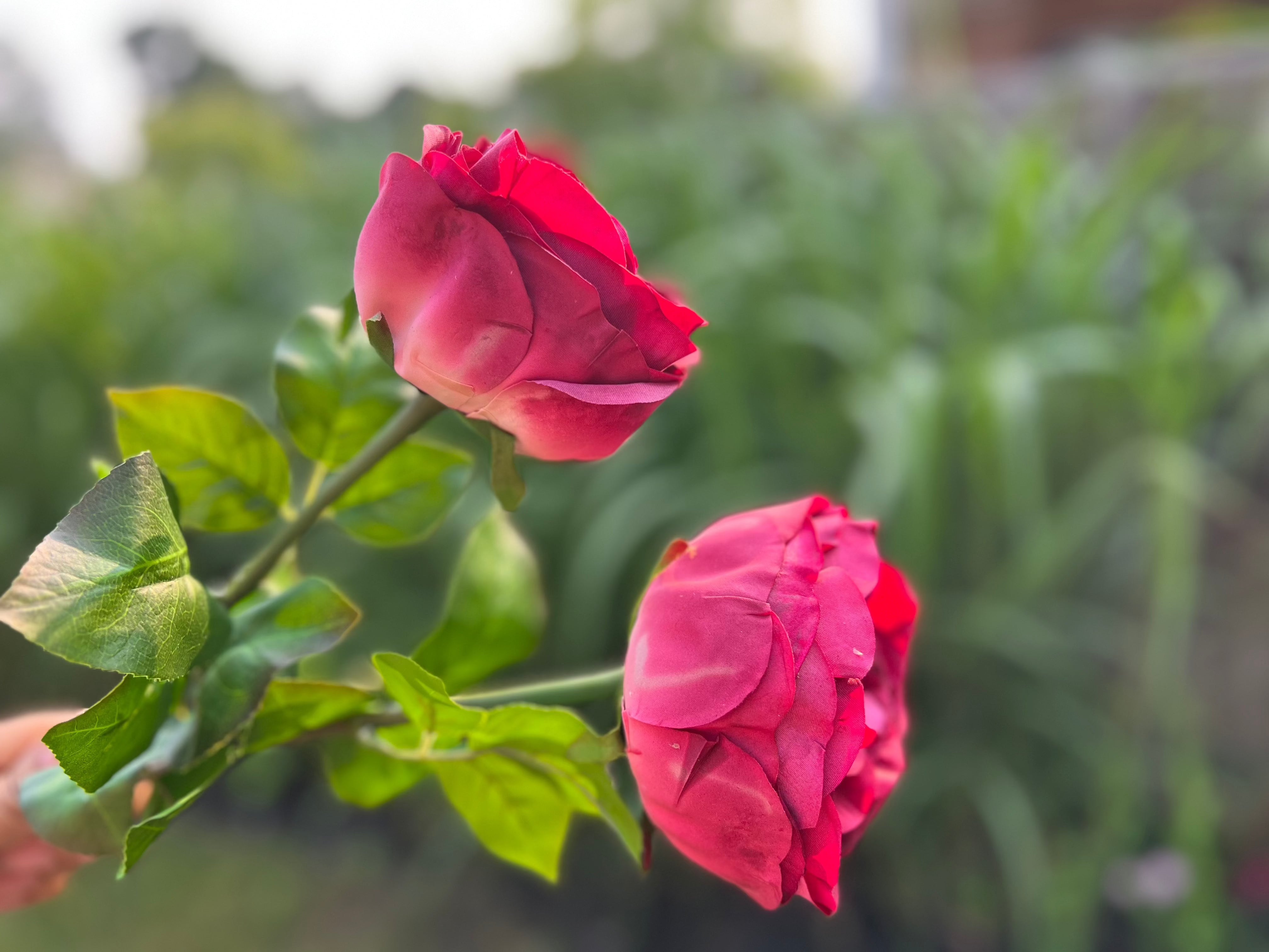 2 REAL TOUCH ARTIFICIAL AUSTIN ROSES